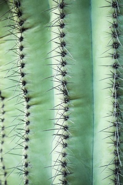 Desert cactus-Carefree-Arizona
